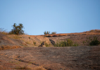 Leopard At Jawai Hills