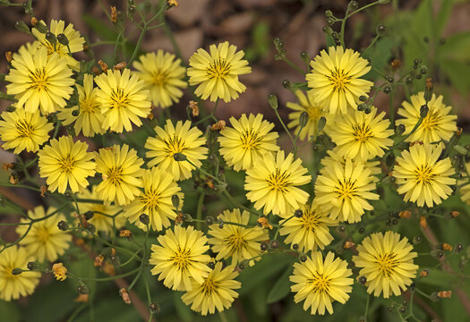 다수.씀바귀,꽃,줄기,남양주시,경기도