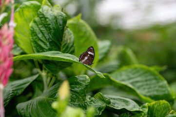Beautiful butterfly on a plant