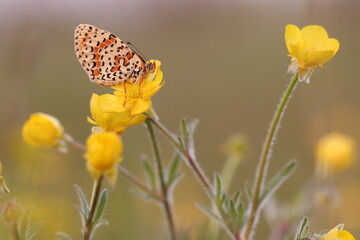una farfalla melitaea al tramonto