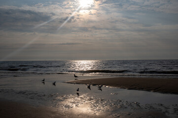 A sea at low tide and at sunset, with some seagulls on the sandy beach
