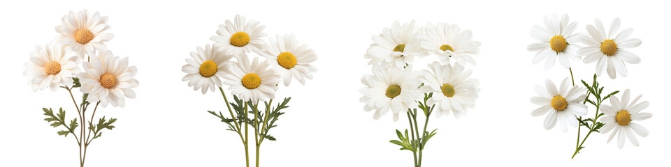 Fototapeta premium Bouquet of Fresh White Daisies with Green Stems in Natural Setting