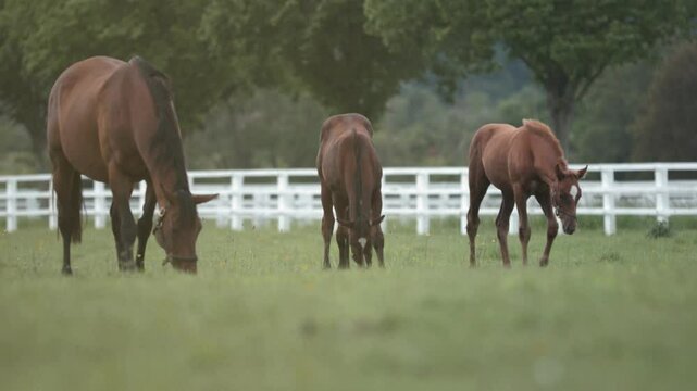 Three horses peacefully graze on lush green grass in a serene,