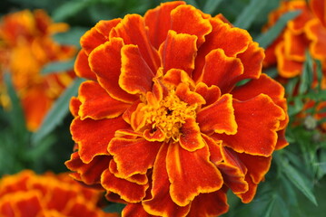 Marigolds small-flowered 
