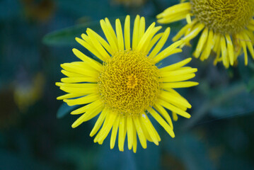 elecampane close up