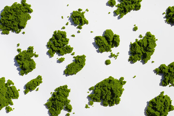 Obraz premium Fresh water alga, water meal or swamp algae
