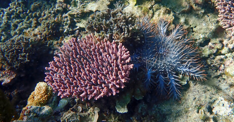 Close-up of a Crown-of-Thorns starfish (Acanthaster planci) with red and blue spines next to pink live coral, surrounded by colorful coral and marine species
