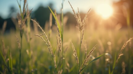Obraz premium Sunlit field of tall green grass with a blurred forest background