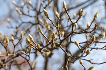 Close-up of blooming magnolia flower buds in spring