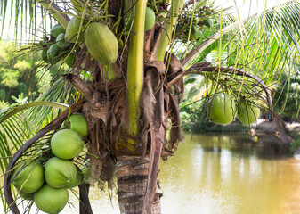 Green coconut in a garden in Thailand