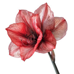 Fototapeta premium a amaryllis blossom, side view, on isolated transparent background