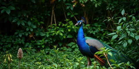 Obraz premium Blue peacock in a lush green environment, green forest, birds in nature, foliage