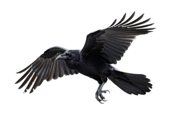 Obraz premium Majestic black raven in flight