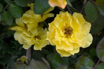 Beautiful yellow rose flower closeup in garden, A very beautiful yellow rose flower bloomed on the rose tree, Rose flower closeup, bloom flowers, Natural spring flower, Natural floral background, 