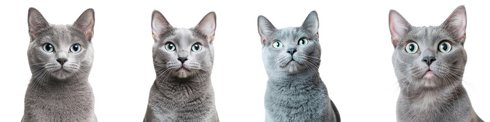 Elegant portrait of a curious grey domestic cat with soft fur and piercing eyes posing in a studio setting against a plain white background