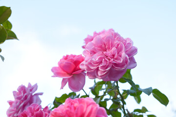 Beautiful pink rose flower closeup in garden, A very beautiful pink rose flower bloomed on the rose tree, Rose flower closeup, bloom flowers, Natural spring flower, Natural floral background, 