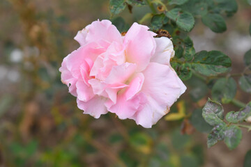 Beautiful pink rose flower closeup in garden, A very beautiful pink rose flower bloomed on the rose tree, Rose flower closeup, bloom flowers, Natural spring flower, Natural floral background, 