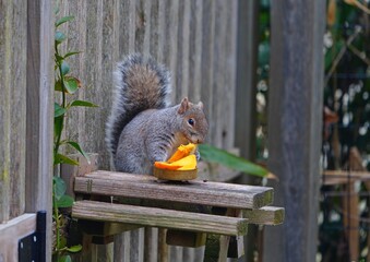 A gray squirrel eating a mango at a wooden squirrel picnic table