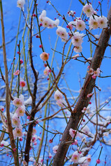 Snow and ice on the pink flower blooms of the Japanese ume apricot tree, prunus mume