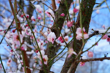 Snow and ice on the pink flower blooms of the Japanese ume apricot tree, prunus mume