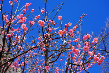 Snow and ice on the pink flower blooms of the Japanese ume apricot tree, prunus mume