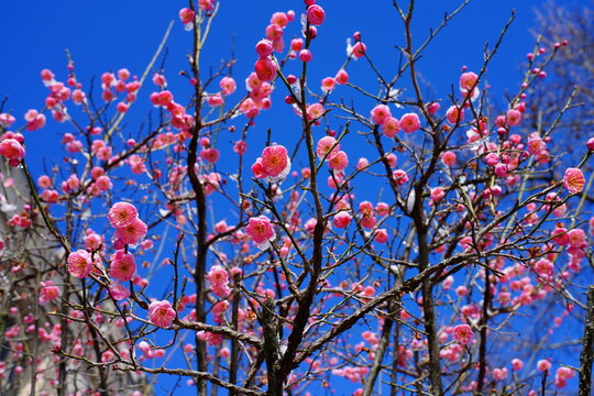 Snow and ice on the pink flower blooms of the Japanese ume apricot tree, prunus mume