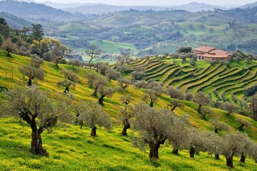Fototapeta premium Hillside olive grove, spring blossoms, Italian countryside, rural farm