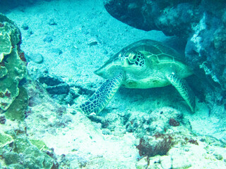 Green sea turtle