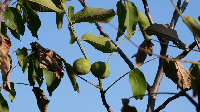 ripe wallnuts on tree at sunset