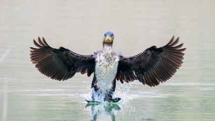 Cormorán grande aterrizando en el agua