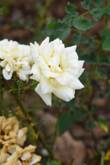 Beautiful white rose flower closeup in garden, A very beautiful white rose flower bloomed on the rose tree, Rose flower closeup, bloom flowers, Natural spring flower, Natural floral background, 