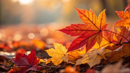 Fototapeta premium Autumnal Maple Leaf Close-up Warm Light, Shallow Depth of Field, Fall Foliage, Nature Photography autumn, photography