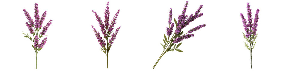 Fototapeta premium Vibrant Purple Lavender Flowers Blooming in a Scenic Countryside Meadow Fragrant and Delicate Lavender Blossoms Against a Natural Green Background Perfect for Floral Botanical or Romantic Designs