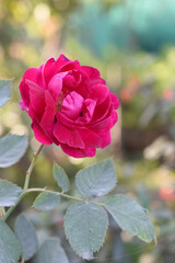 Beautiful red rose flower closeup in garden, A very beautiful red rose flower bloomed on the rose tree, Rose flower closeup, bloom flowers, Natural spring flower, Natural floral background,