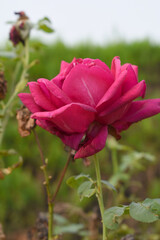 Beautiful red rose flower closeup in garden, A very beautiful red rose flower bloomed on the rose tree, Rose flower closeup, bloom flowers, Natural spring flower, Natural floral background,