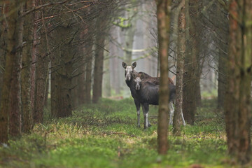 Łoś (Alces alces) moose © Bartosz Rakoczy