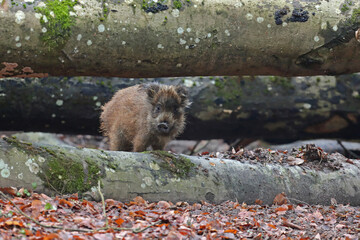 Dzik euroazjatycki, dzik, (Sus scrofa) © Bartosz Rakoczy