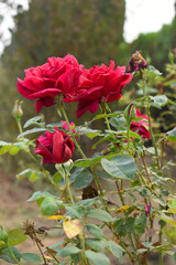 Fototapeta premium Beautiful red rose flower closeup in garden, A very beautiful red rose flower bloomed on the rose tree, Rose flower closeup, bloom flowers, Natural spring flower, Natural floral background,