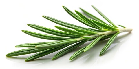 Fototapeta premium Fresh rosemary leaf isolated on white background with subtle texture and natural lighting effects , nature