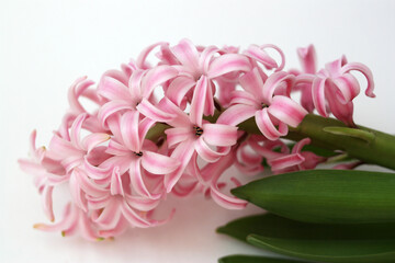 Close up of a pink hyacinth (hyacinthus orientalis) flower in bloom.
Selective focus. Place for text. Concept - spring, flowering, primroses.