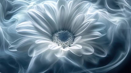 Obraz premium Blossom Gerbera flower with delicate light blue petals, serene and ethereal atmosphere, dreamlike feelings