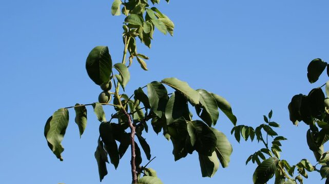 ripe wallnuts on tree at sunset