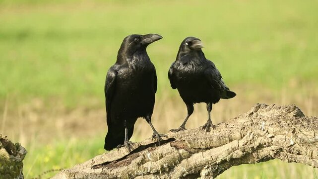 Male and female Common Raven in a Mediterranean area at the first light of a winter day