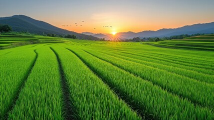 Vibrant Green Rice Fields under a Warm Sunset Glow, Capturing Nature's Beauty in Rural Landscape with Serene Mountains and Sky in Background