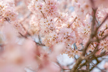 Naklejka premium 昼の桜