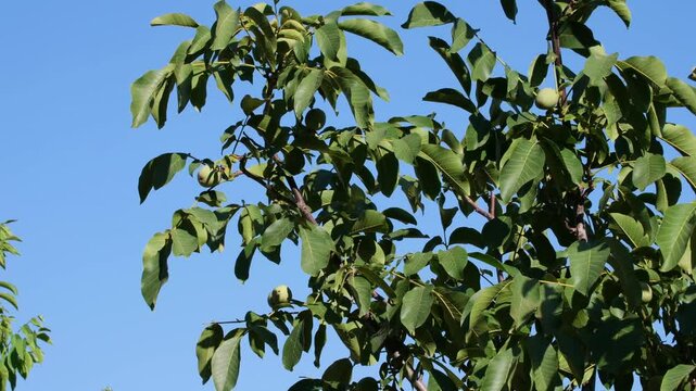 ripe wallnuts on tree at sunset