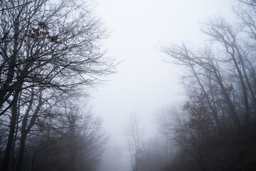 Dark misty forest on a cloudy day. Scene view of an autumn roadway with silhouettes of tall trees. Foreground focus. Park in foggy weather.