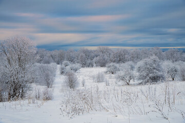 The winter forest is covered with snow.