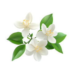 Obraz premium white flowers isolated on transparent background, frangipani flower, jasmine flowers, 3d style