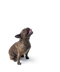 Obraz premium Cheerful French Bulldog looking up